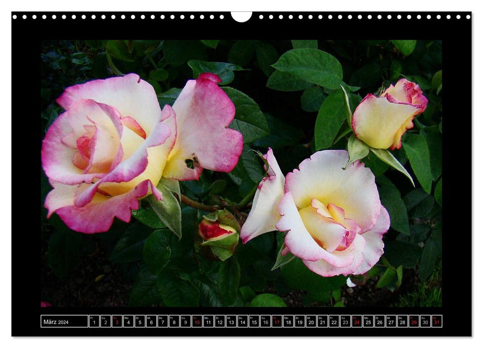 In the scent of roses (CALVENDO wall calendar 2024) 