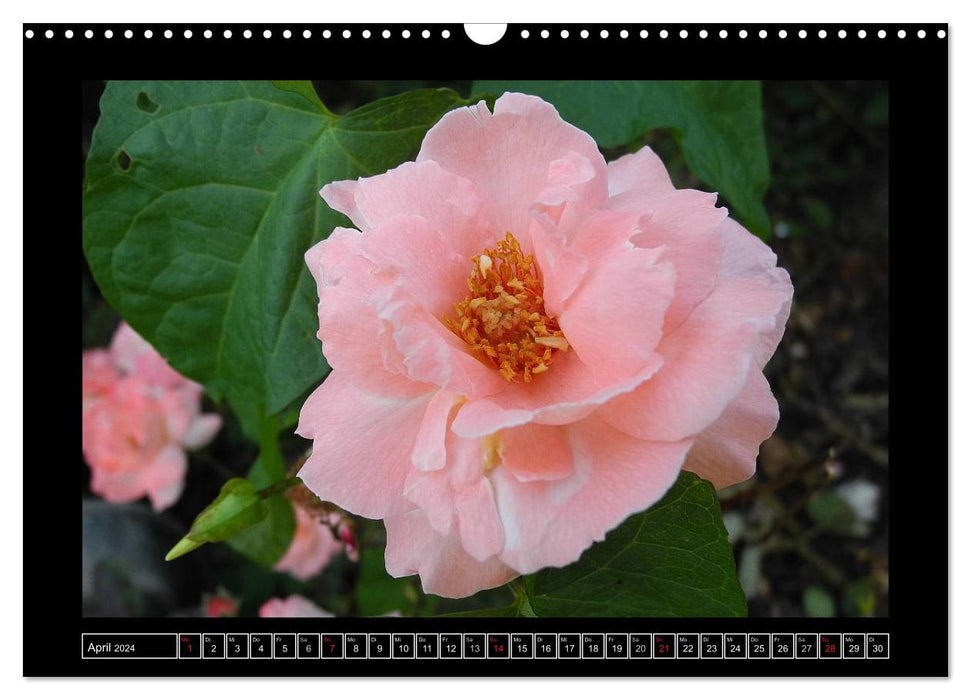 In the scent of roses (CALVENDO wall calendar 2024) 