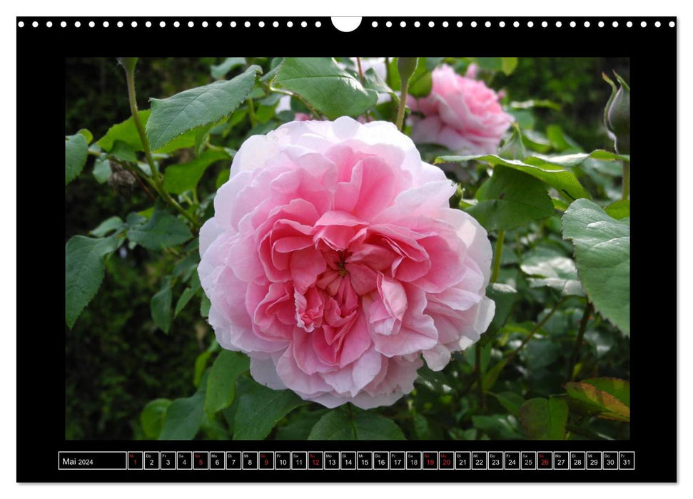 In the scent of roses (CALVENDO wall calendar 2024) 