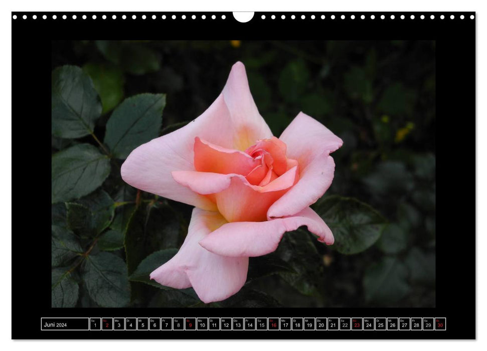 In the scent of roses (CALVENDO wall calendar 2024) 