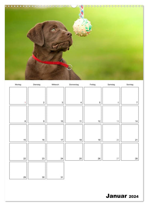 Labrador Welpe - Seelenhund (CALVENDO Wandkalender 2024)