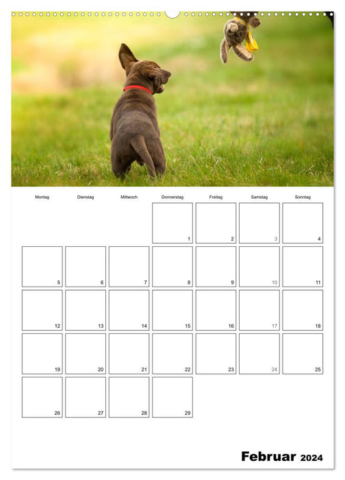 Labrador Welpe - Seelenhund (CALVENDO Wandkalender 2024)