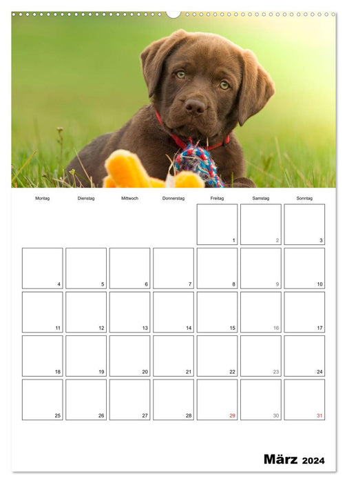 Labrador puppy - soul dog (CALVENDO wall calendar 2024) 