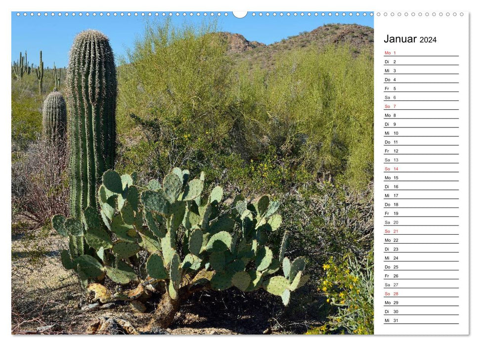Flora und Fauna der Sonora Wüste (CALVENDO Wandkalender 2024)
