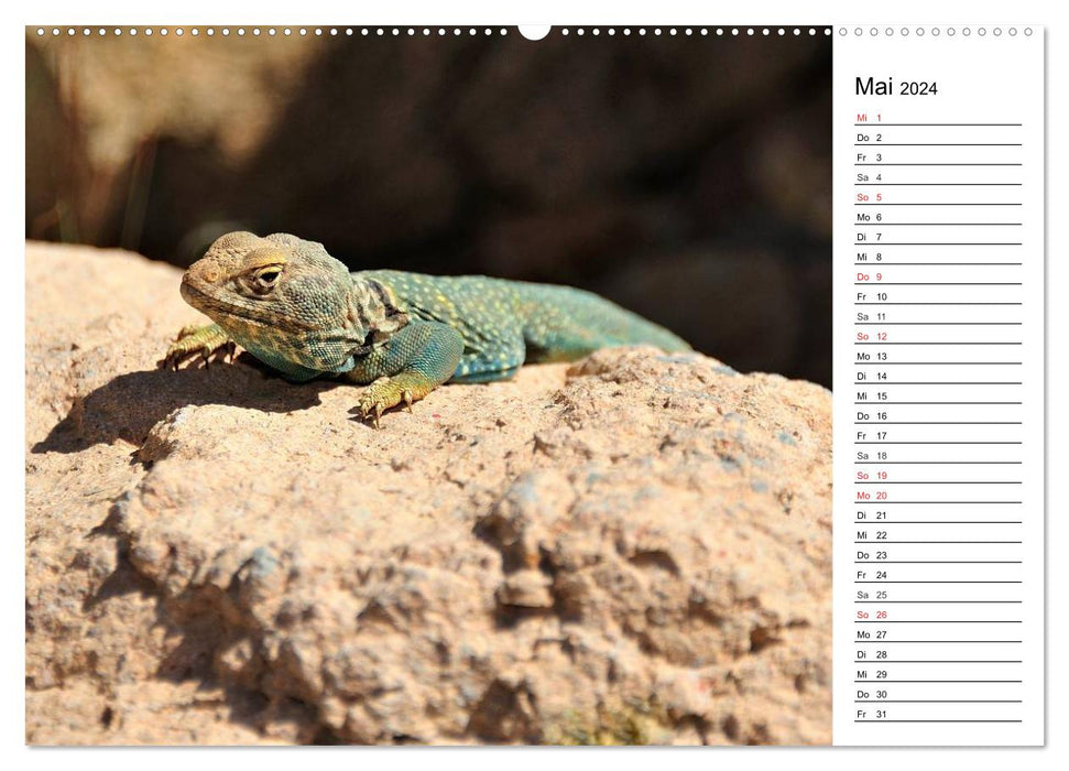 Flora und Fauna der Sonora Wüste (CALVENDO Wandkalender 2024)