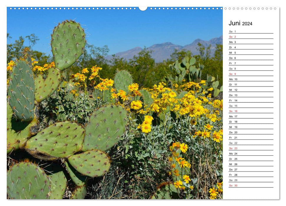 Flora und Fauna der Sonora Wüste (CALVENDO Wandkalender 2024)