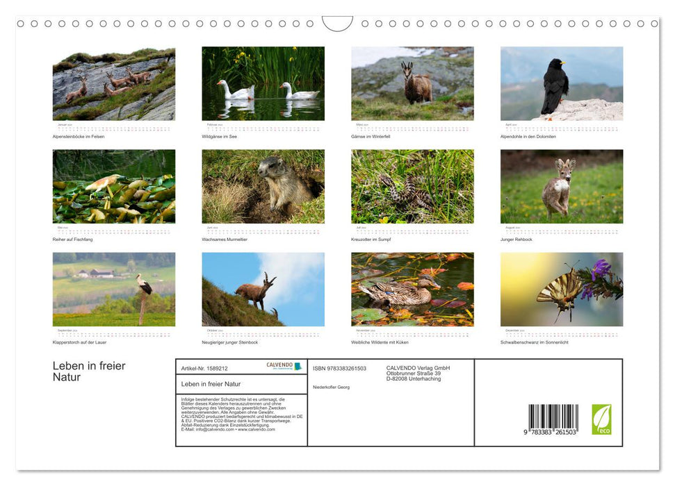 Living in the wild - wild animals in a natural environment (CALVENDO wall calendar 2024) 