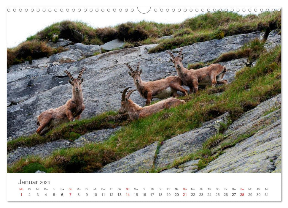 Living in the wild - wild animals in a natural environment (CALVENDO wall calendar 2024) 