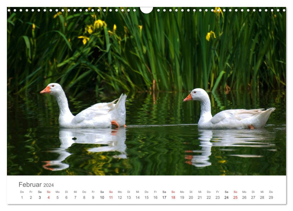 Living in the wild - wild animals in a natural environment (CALVENDO wall calendar 2024) 