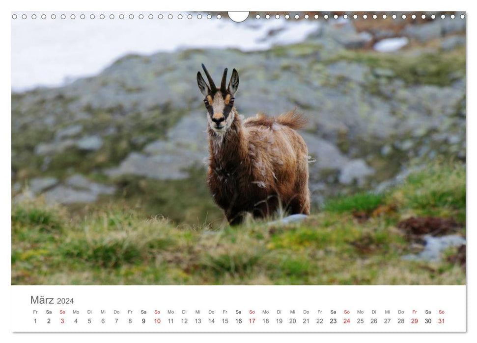 Vivre à l'état sauvage - animaux sauvages dans un environnement naturel (calendrier mural CALVENDO 2024) 