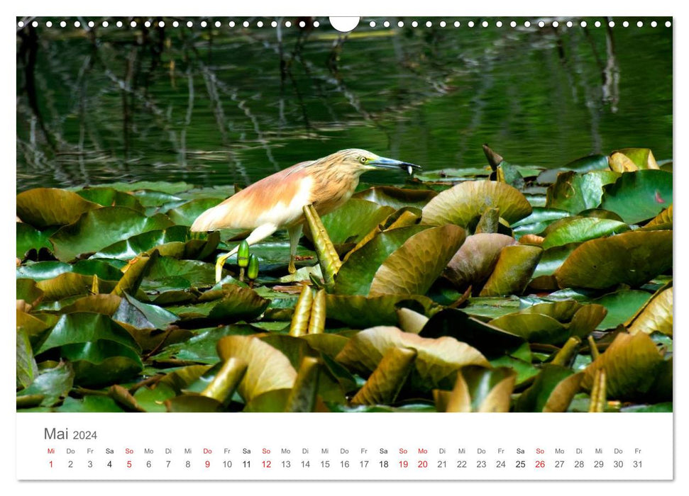 Living in the wild - wild animals in a natural environment (CALVENDO wall calendar 2024) 