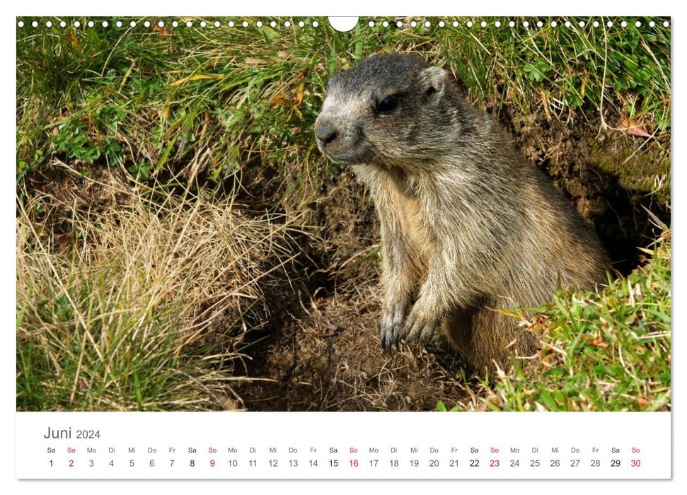 Living in the wild - wild animals in a natural environment (CALVENDO wall calendar 2024) 