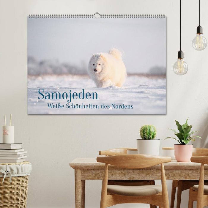 Samoyeds - lovable fur balls (CALVENDO wall calendar 2024) 