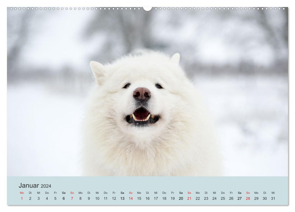 Samoyeds - lovable fur balls (CALVENDO wall calendar 2024) 