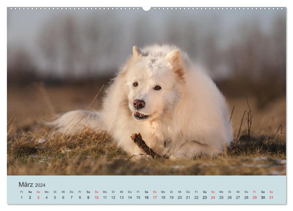 Samoyeds - lovable fur balls (CALVENDO wall calendar 2024) 