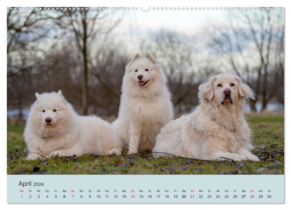 Samoyèdes - adorables boules de poils (calendrier mural CALVENDO 2024) 