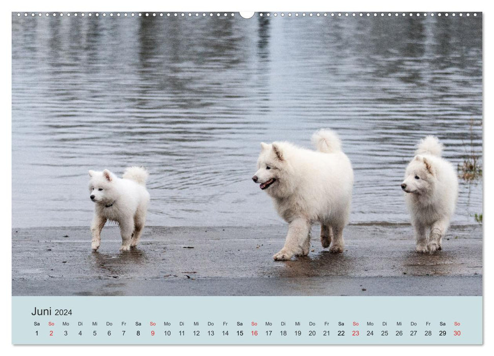 Samoyeds - lovable fur balls (CALVENDO wall calendar 2024) 