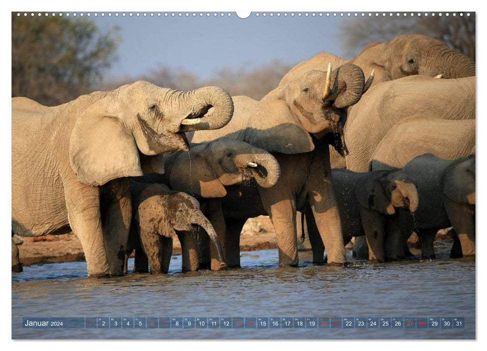 Afrique - au royaume des éléphants (Calendrier mural CALVENDO 2024) 