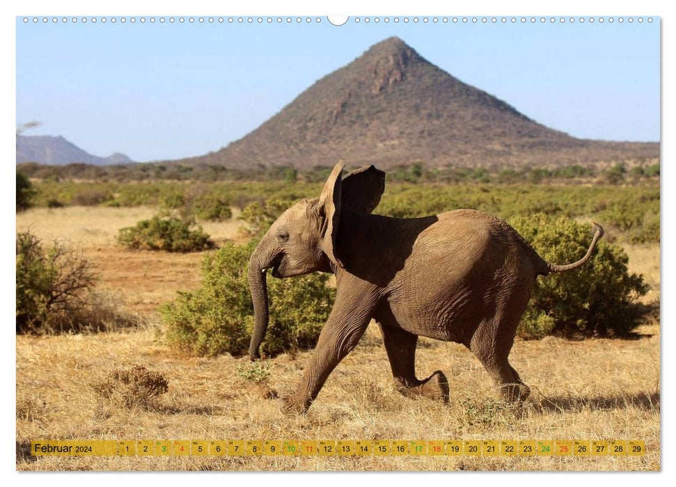 Afrique - au royaume des éléphants (Calendrier mural CALVENDO 2024) 