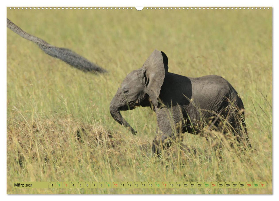 Afrique - au royaume des éléphants (Calendrier mural CALVENDO 2024) 