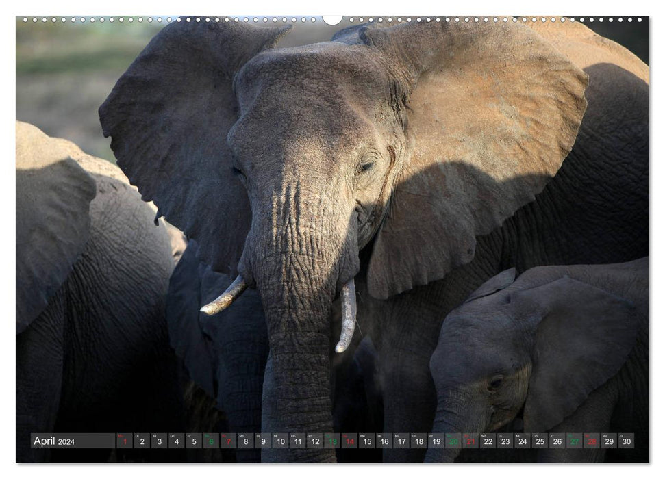 Afrique - au royaume des éléphants (Calendrier mural CALVENDO 2024) 