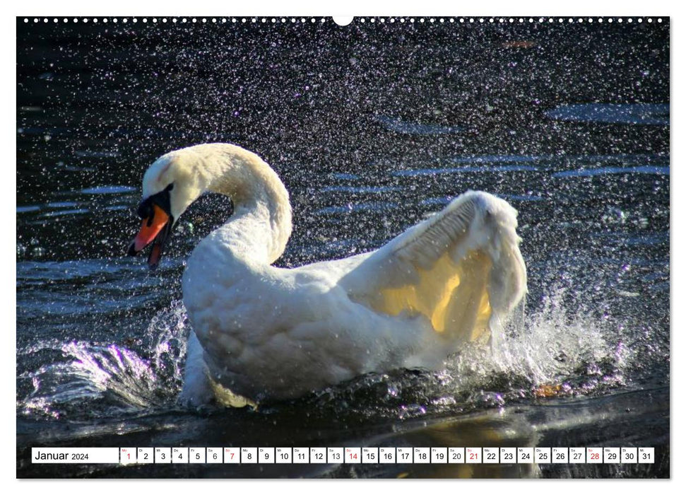 Elegant swans (CALVENDO Premium wall calendar 2024) 