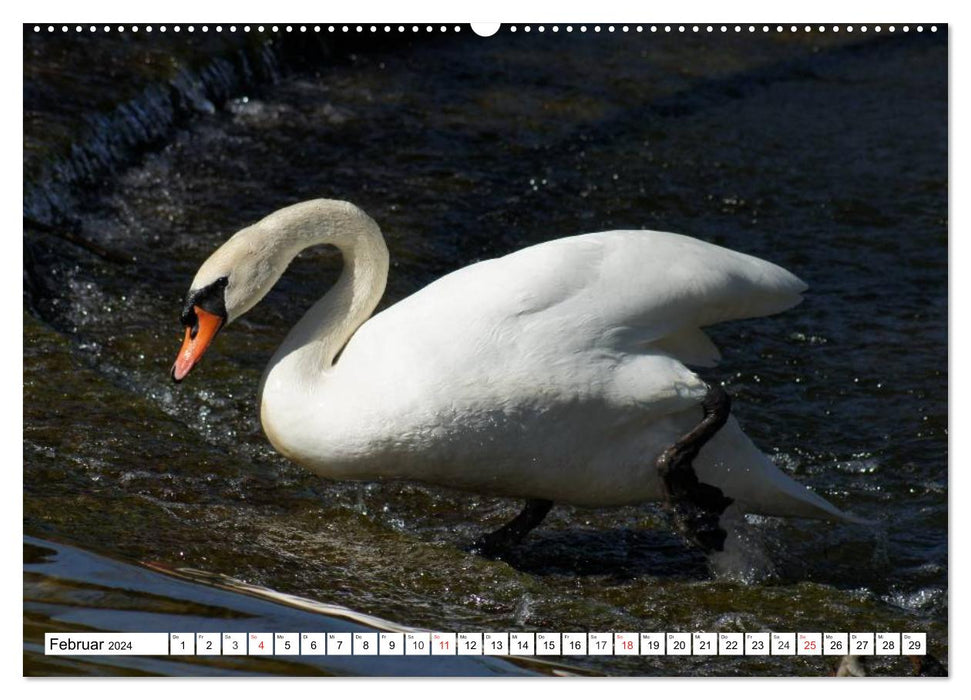 Elegant swans (CALVENDO Premium wall calendar 2024) 