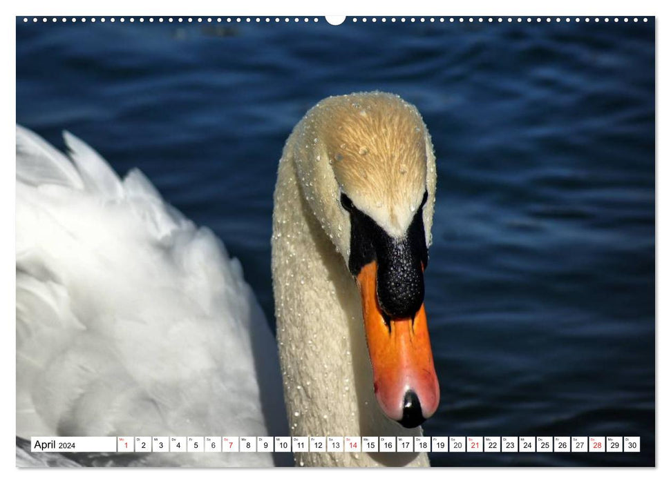 Elegant swans (CALVENDO Premium wall calendar 2024) 