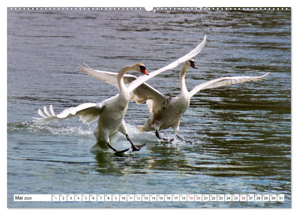 Elegant swans (CALVENDO Premium wall calendar 2024) 