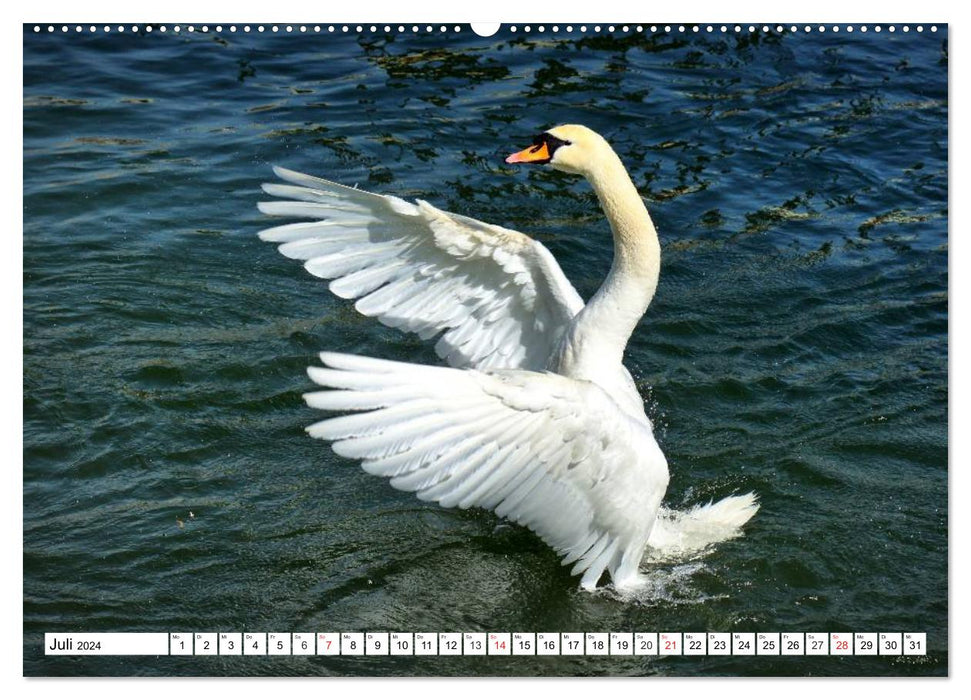 Elegant swans (CALVENDO Premium wall calendar 2024) 