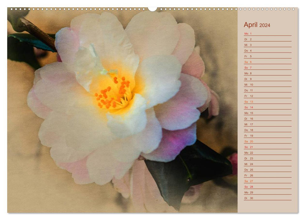Camellia flowers (CALVENDO wall calendar 2024) 