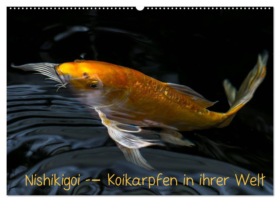 Nishikigoi – Koi carp in their world (CALVENDO wall calendar 2024) 