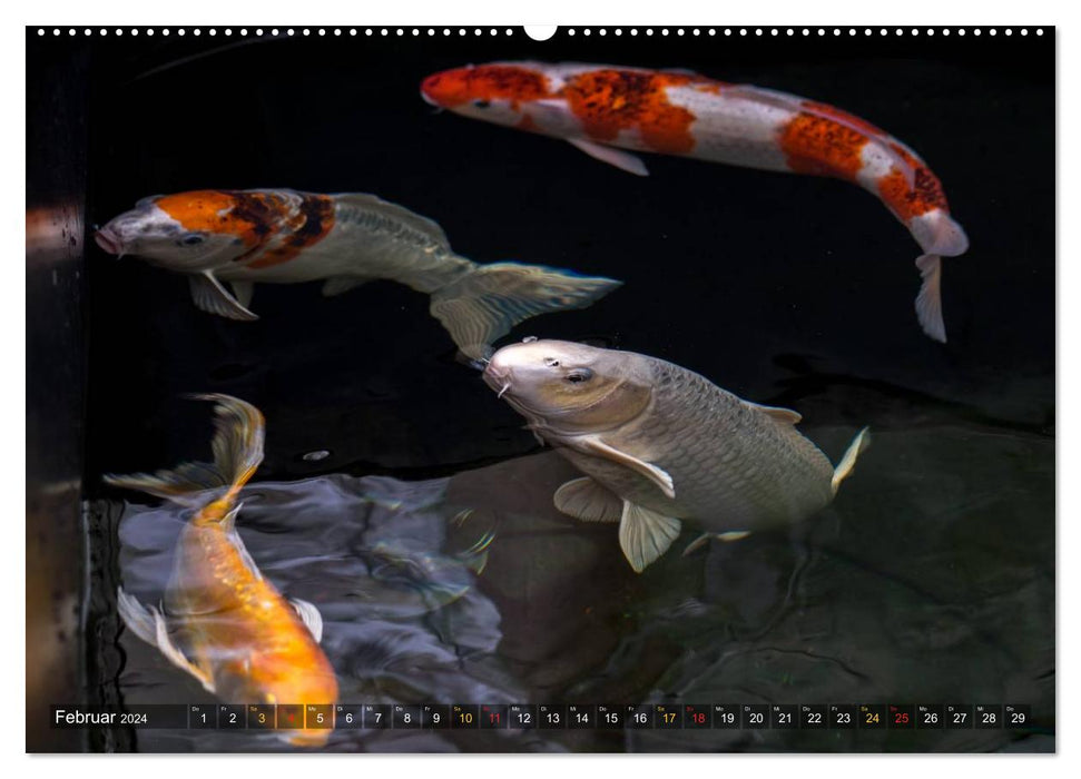 Nishikigoi – Koi carp in their world (CALVENDO wall calendar 2024) 