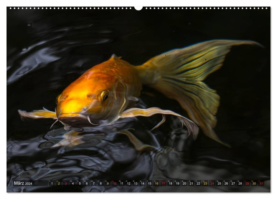 Nishikigoi – Koi carp in their world (CALVENDO wall calendar 2024) 