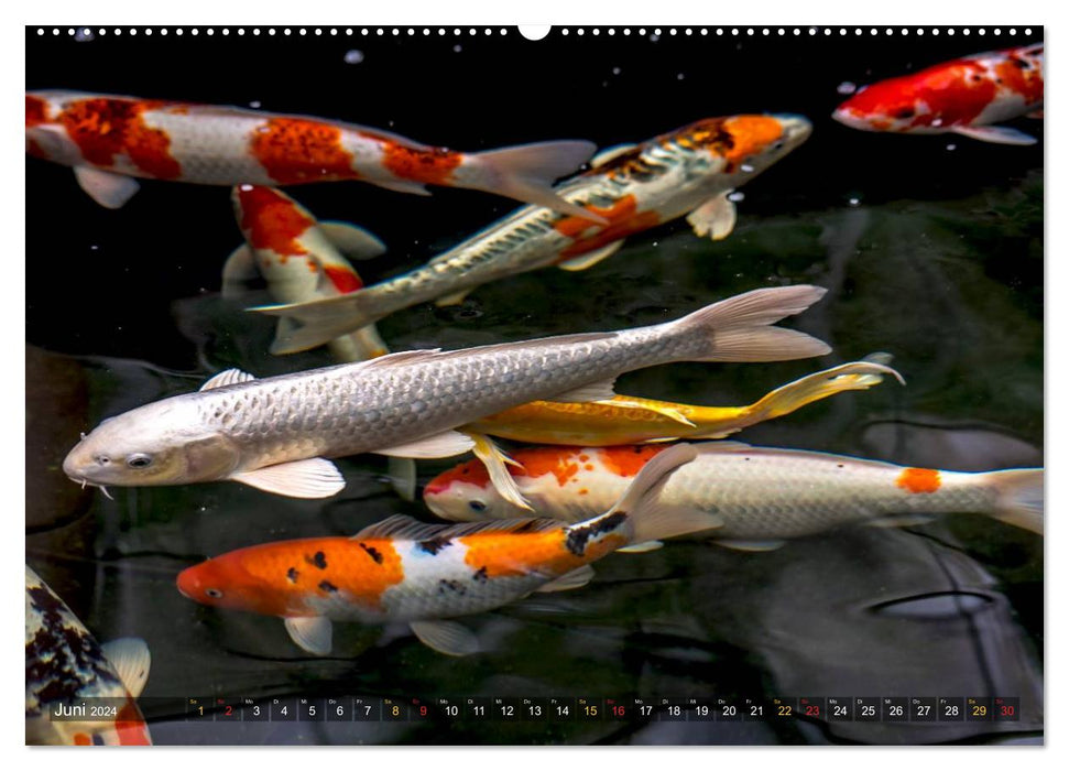 Nishikigoi – Koi carp in their world (CALVENDO wall calendar 2024) 