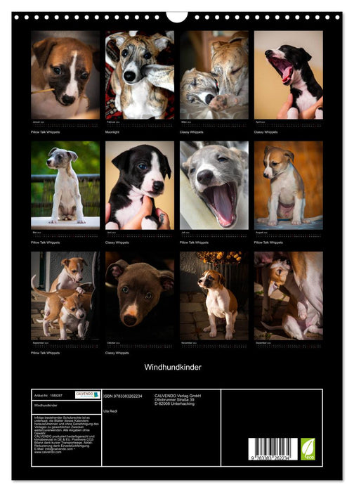 Greyhound children (CALVENDO wall calendar 2024) 