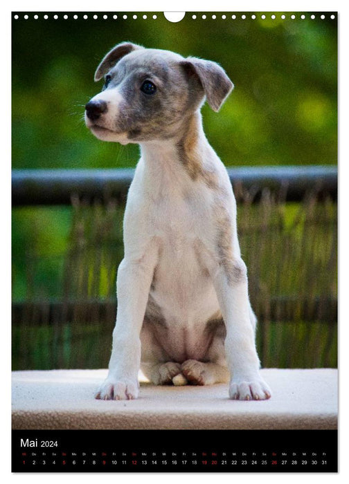 Greyhound children (CALVENDO wall calendar 2024) 