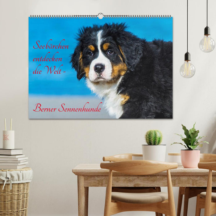 Seebärchen entdecken die Welt - Berner Sennenhunde (CALVENDO Wandkalender 2024)