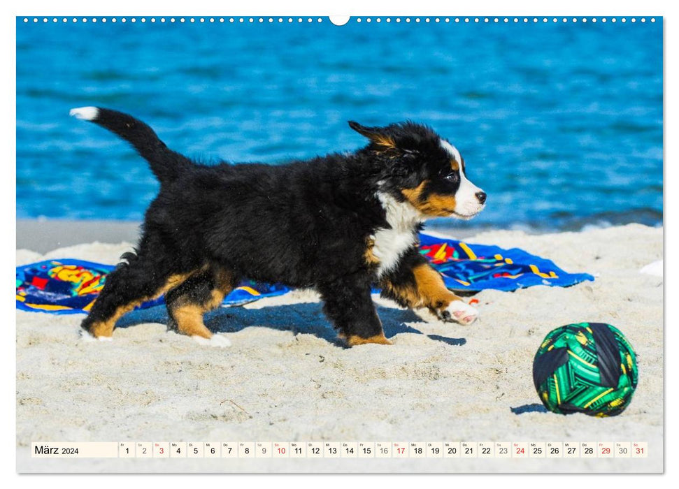 Seebärchen entdecken die Welt - Berner Sennenhunde (CALVENDO Wandkalender 2024)