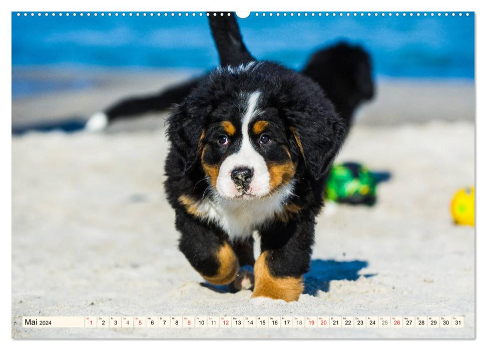 Seebärchen entdecken die Welt - Berner Sennenhunde (CALVENDO Wandkalender 2024)