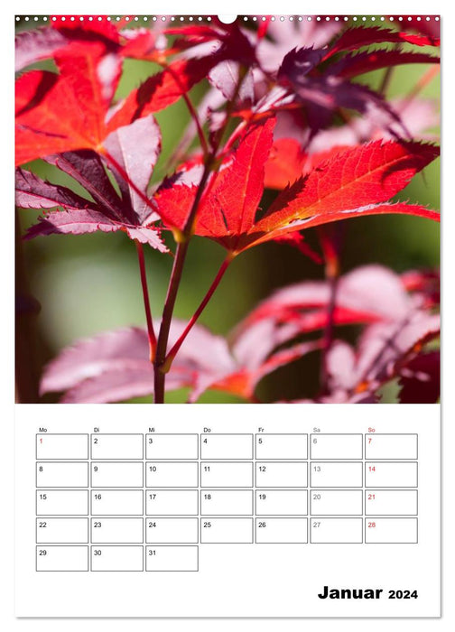 Colors of nature (CALVENDO wall calendar 2024) 