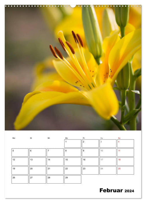 Farben der Natur (CALVENDO Wandkalender 2024)