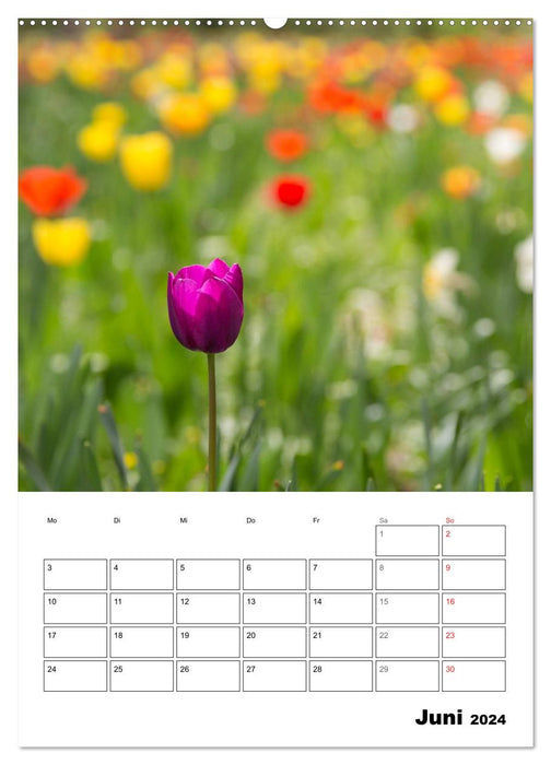 Farben der Natur (CALVENDO Wandkalender 2024)