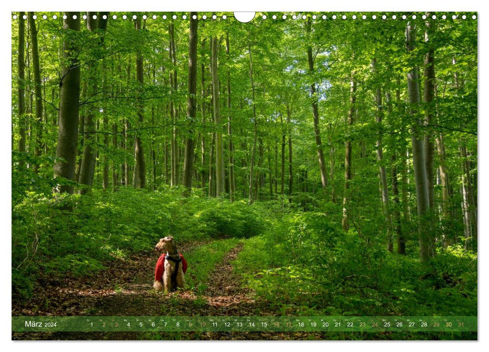 Wanderpfoten. Trekking mit Hund (CALVENDO Wandkalender 2024)