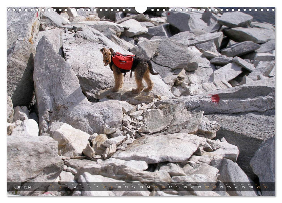 Wanderpfoten. Trekking mit Hund (CALVENDO Wandkalender 2024)