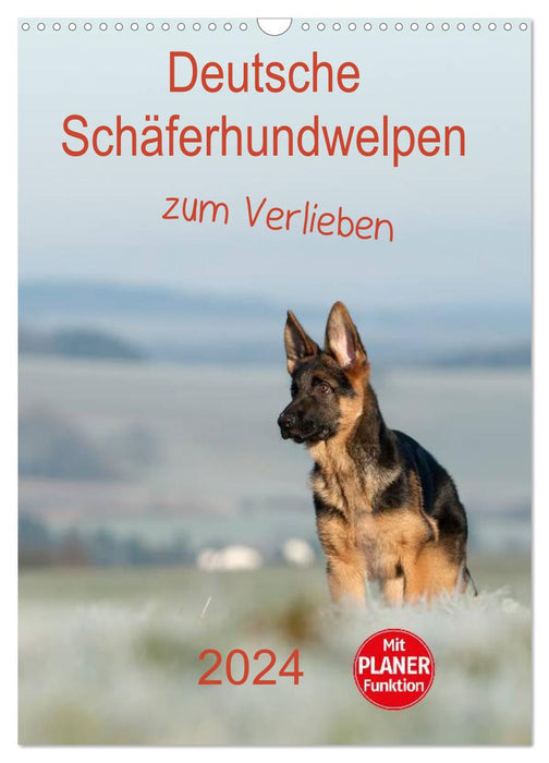 Deutsche Schäferhundwelpen zum Verlieben (CALVENDO Wandkalender 2024)