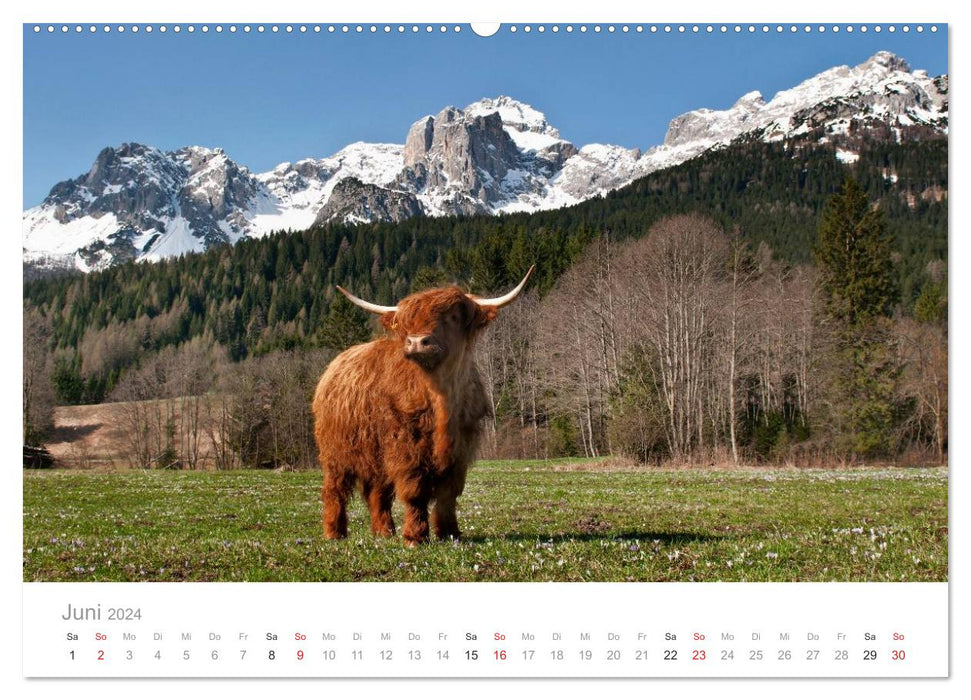 Tiere in Freiheit - Nutztiere auf der Alm (CALVENDO Premium Wandkalender 2024)