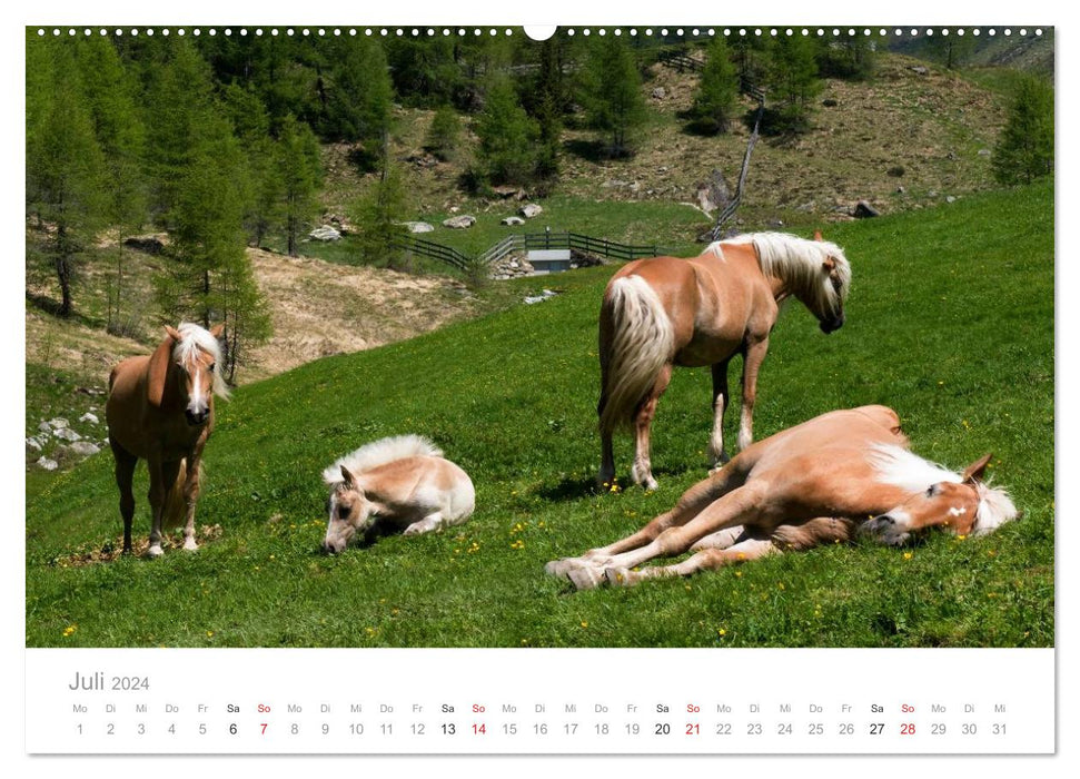 Tiere in Freiheit - Nutztiere auf der Alm (CALVENDO Premium Wandkalender 2024)