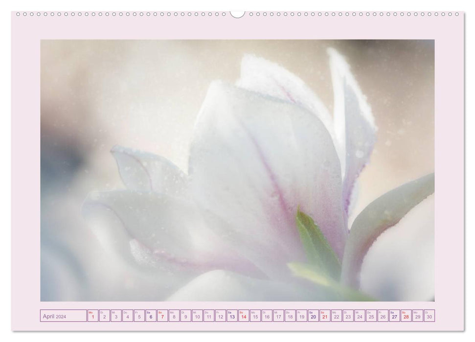 Blüten - Zauber aus dem Garten (CALVENDO Wandkalender 2024)