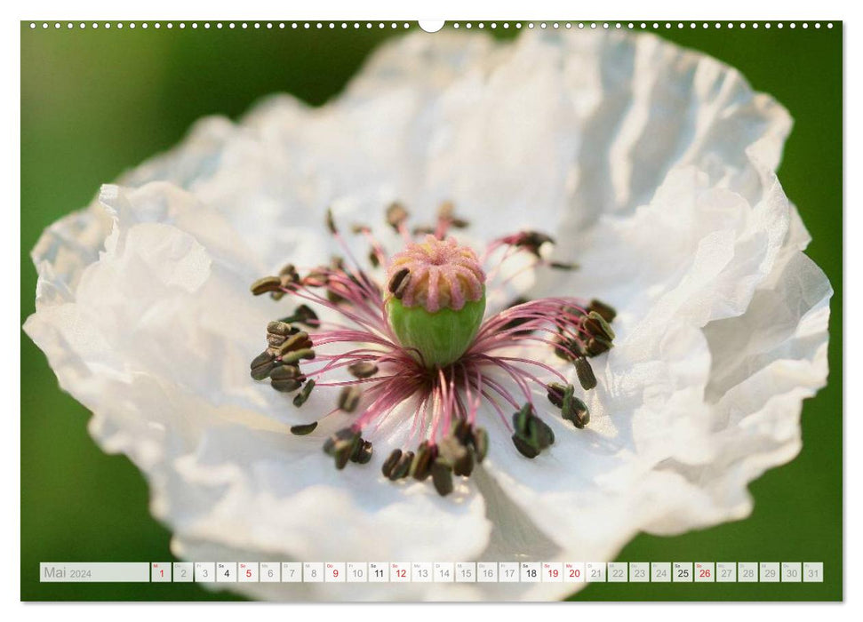 Blüteneleganz in Weiß (CALVENDO Premium Wandkalender 2024)